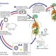 Life cycle of pork tapeworm