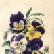Pansies clip art