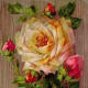 Vintage roses on a wood background clip art