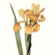 Iris clip art