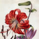 Lily clip art