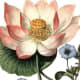 Assorted flowers clipart