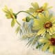 Daisies clip art