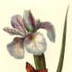 Orchid and butterfly clip art
