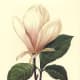 White flower image