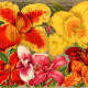 Peter Henderson & Co. Jubilee Collection antique seed packet image