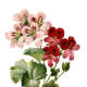 Geraniums clip art