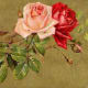 Vintage pink and red rose on a gold background clipart