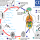 Life cycle of fish tapeworm