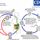 Life cycle of dwarf tapeworm