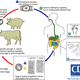 Life cycle of beef tapeworm