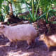 Capybara