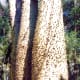 Unusual bark on this tree