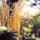 Beautiful stand of bamboo