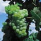 Lakemont Seedless available at millernurseries.com