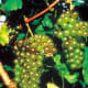 Chardonel grapes available at millernurseries.com
