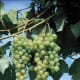 Marquis Seedless available at millernurseries.com.