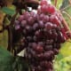 Reliance Seedless available at millernurseries.com