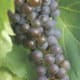 Frontenac Gris available at falconervineyards.com