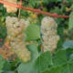 Prairie Star available at falconervineyards.com