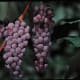 Canadice Seedless available at millernurseries.com