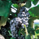 Buffalo grapes available at millernurseries.com