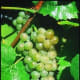Traminette grapes available at millernurseries.com