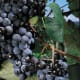 Concord grapes available at millernurseries.com