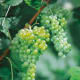 Interlaken Seedless available at millernurseries.com