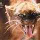 jaguarundi