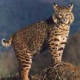 bobcat