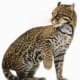 Ocelot