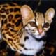 Margay: Isn't he cute!