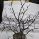 Branches stuck in Styrofoam