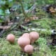 Tiny fungus on a bed of moss