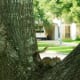 Taking it easy in one of our oak trees