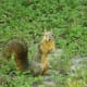 funny-short-squirrel-stories