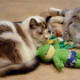 Our cats Peaches and Dusty
