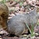 funny-short-squirrel-stories