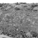 A 23-ft-high fault scarp caused by the March 26, 1872, Owens Valley, California, earthquake. (Photograph by W.D. Johnson.)