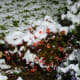 Our begonias covered with snow