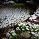 Snowy backyard at around 5 A.M.