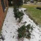 Just replaced these shrubs last year. Here they are nicely encased in a blanket of sleet.