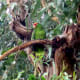 May 20, 2014: Oh it's YOU again. (Notice the half-lidded eye.) Once again up at the top of a eucalyptus.