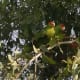 They roost in the tippy-top of eucalyptus trees, mocking my digital camera.