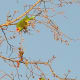 Feb 22, 2011. They're back. Nibbling on fred buds or flowers (not sure which) on the sycamore trees next to the park at sunset. Took lots of photos, but they were too high up, and every photo is a bit blurry.