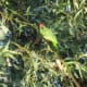 Red-crowned parrot. THERE. This is why I'm so fascinated by them... aren't they lovely?