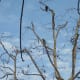 Three of the four parrots. Feb 1, 2013. Late in the day, as usual.