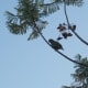 May 17, 2012: And their third favorite tree in the park: Jacarandas. They'll favor these trees over the rest once they start blooming.