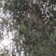 ...or the tops of the eucalyptus.